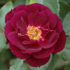 MIDNIGHT BLUE (floribunda)